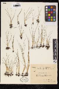 Isoetes abyssinica image
