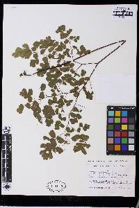 Adiantum pseudotinctum image