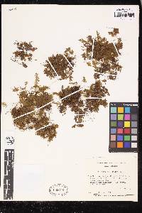 Hymenophyllum lanatum image