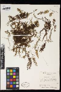 Hymenophyllum crispum image