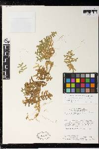 Selaginella anaclasta image