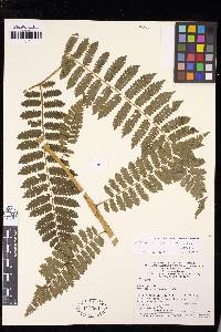 Cyathea cyatheoides image