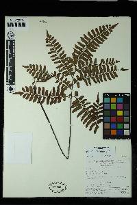 Adiantum latifolium image