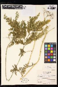 Selaginella viridangula image