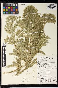 Selaginella articulata image