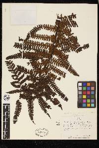 Cyathea bipinnatifida image