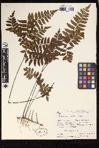 Adiantum latifolium image