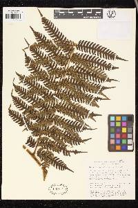 Cyathea andina image