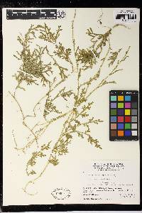 Selaginella asperula image