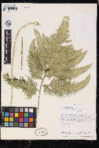 Selaginella oaxacana image