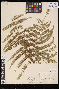 Marattia weinmanniifolia image