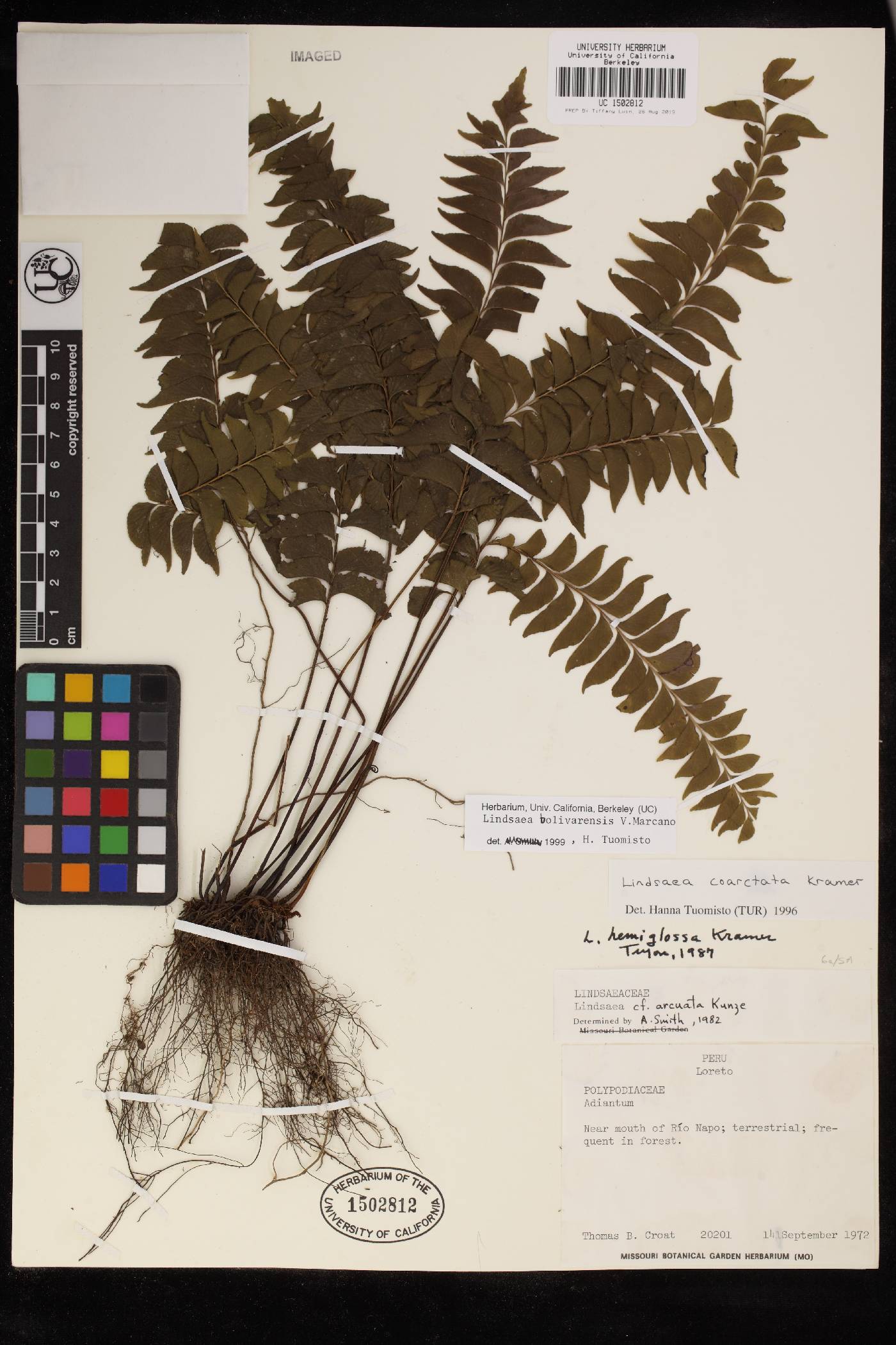 Lindsaea bolivarensis image