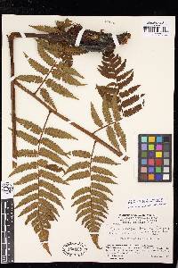 Cyathea convergens image