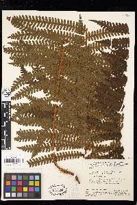 Cyathea bipinnatifida image