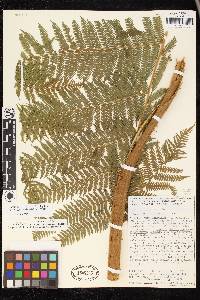 Cyathea bicrenata image