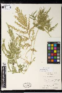 Selaginella stellata image