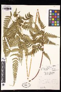 Pteris deflexa image