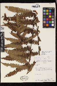 Cyathea chiricana image