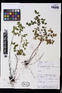 Adiantum braunii image