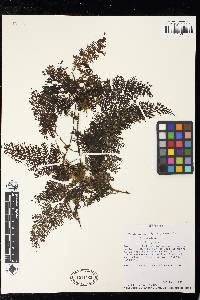 Vandenboschia radicans image