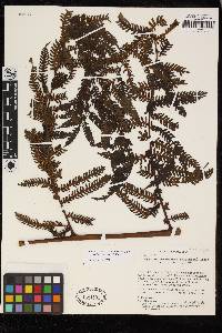 Cyathea lindeniana image