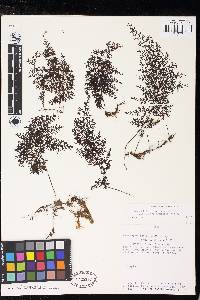 Hymenophyllum trichomanoides image