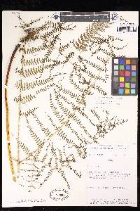 Pteris bakeri image