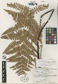 Cyathea thysanolepis image