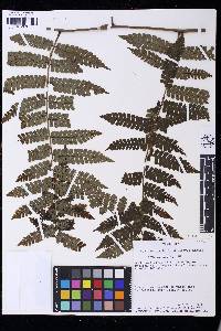 Cyathea cyatheoides image