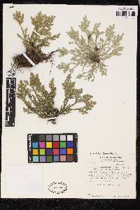 Selaginella acutifolia image