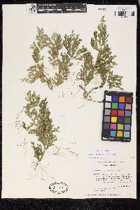 Selaginella chiapensis image