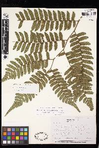 Cyathea impar image