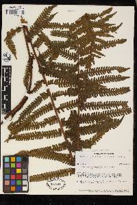 Cyathea bipinnatifida image