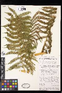 Cyathea costaricensis image