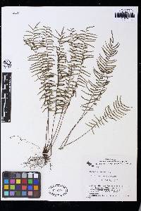 Lindsaea dubia image