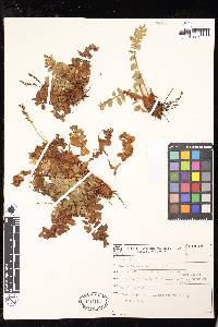 Anemia lanuginosa image