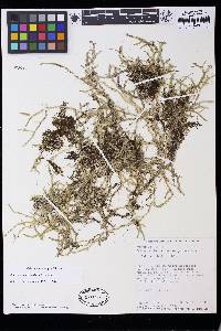 Selaginella microdonta image