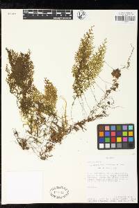 Hymenophyllum myriocarpum image