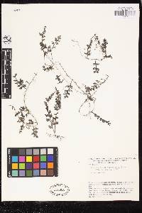 Hymenophyllum hirsutum image