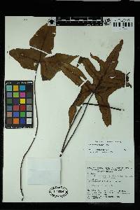 Doryopteris palmata image