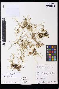 Selaginella microdonta image