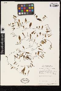 Didymoglossum kapplerianum image