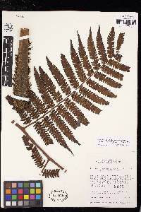 Cyathea convergens image