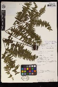 Lindsaea bolivarensis image