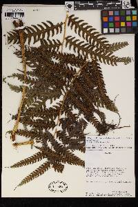 Pteris podophylla image