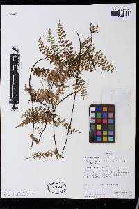 Jamesonia paucifolia image