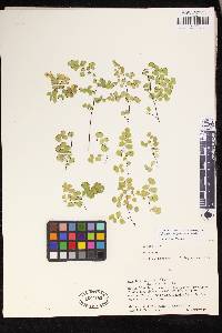 Adiantum chilense var. sulphureum image