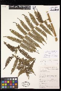 Cyathea andina image