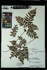 Adiantum latifolium image