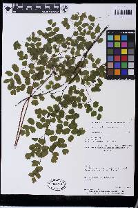 Adiantum pseudotinctum image